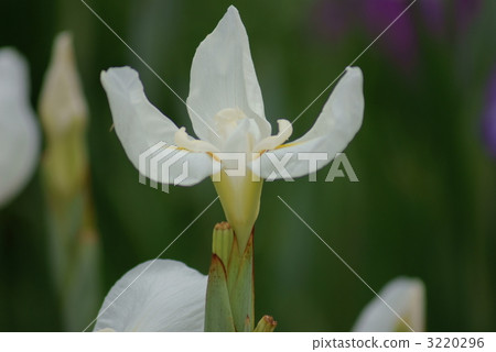 白色虹膜白色虹膜 3220296