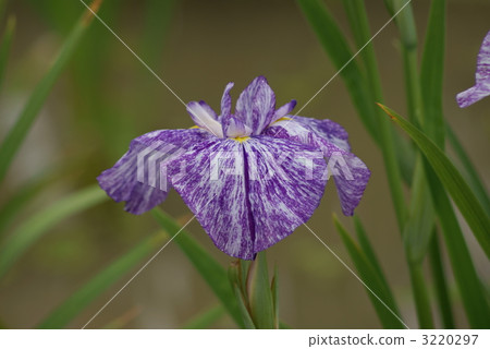 Irish Narashi Limited 3220297