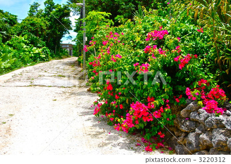 Hibiscus blooming along the roadside (Taketomi Island / Taketomi Town, Yaeyama District, Okinawa Prefecture) 3220312