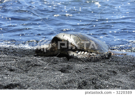 Hawaii Island Green turtle 3220389