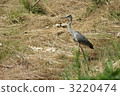 Gray heron 3220474