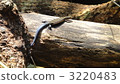 Ishigaki lizard 3220483