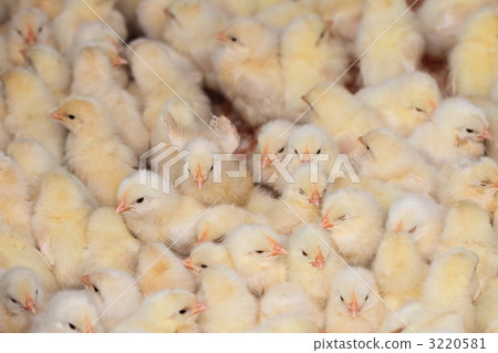 小雞 3220581