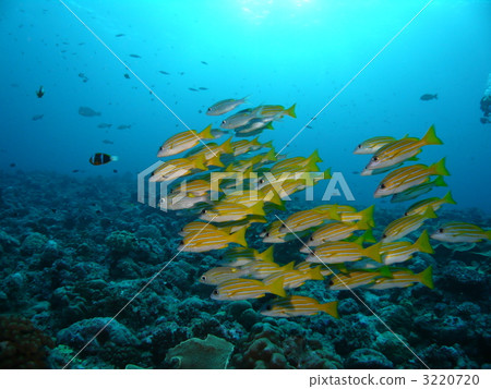 將由海葵魚帶領？ Yosugefedai群 3220720