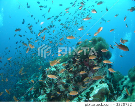 Horde of sparrow and altered terrain Horde of sparrow and altered terrain 3220722