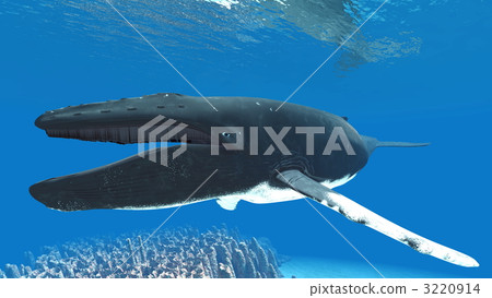 whale, whales, in the sea 3220914