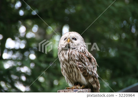Ezo Owl Ezo Owl 3220964