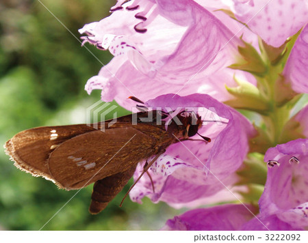 Hanatraneo and Ichimon dyseri Butterfly Hanatraneo and Ichimon dyseri Butterfly 3222092