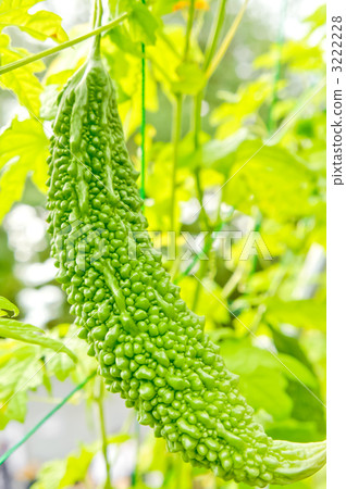 crops, cultivation, growth 3222228