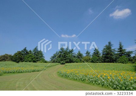 Showa Kinen Park Showa Kinen Park 3223334