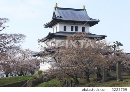 松前城 松 櫻花 3223769