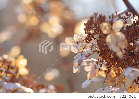 Nori的Doggi的枯萎的花 Nori的Doggi的枯萎的花 3224001