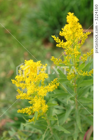 Flower of Seita Kawadachi Saw 3224160