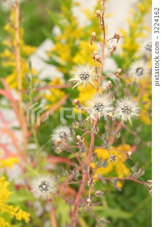 Akinonogi's fluff 3224162