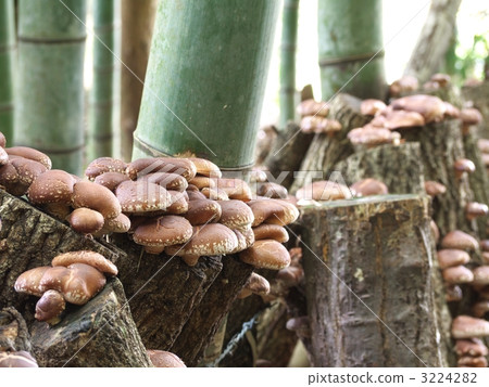 Raw shrimp of raw wood growing Raw shrimp of raw wood growing 3224282