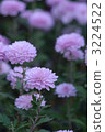 小菊 3224522