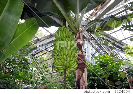 banana banana 3224904