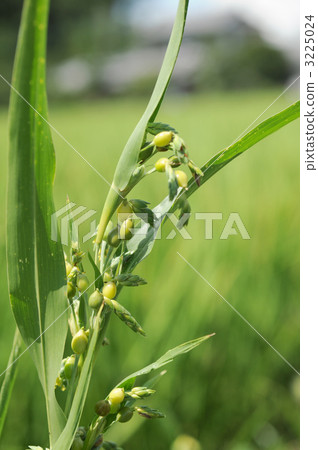 珍珠大麥 3225024