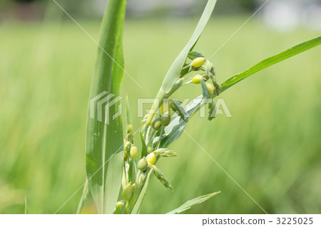 Pearl barley 3225025