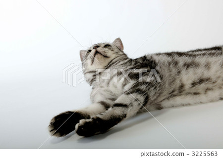 American short hair American short hair 3225563