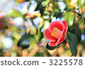 山茶花 3225578