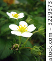 Strawberry flowers 3229373