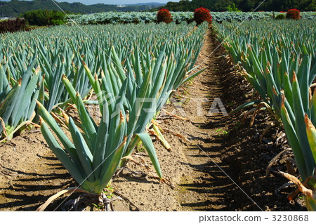 Shimonita鎮洋蔥領域 Shimonita鎮洋蔥領域 3230868