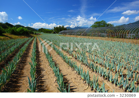 Shimonita town onion field 3230869