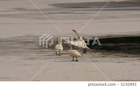 冰 冰冷 海濱 3230991