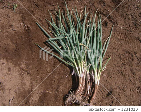 Kujo onion 3231020