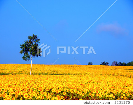 向日葵田 3231370