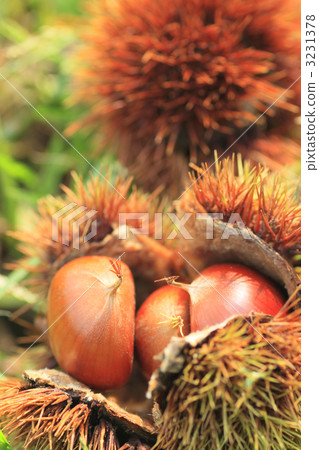 Chestnut Chestnut 3231378