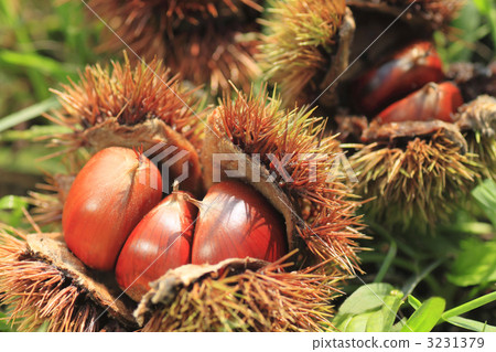 Chestnut Chestnut 3231379