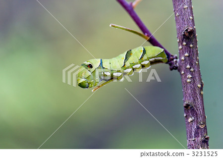 Swallowtail larvae 3231525