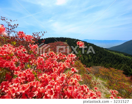 Katsuragiyama的杜鵑花 3231527