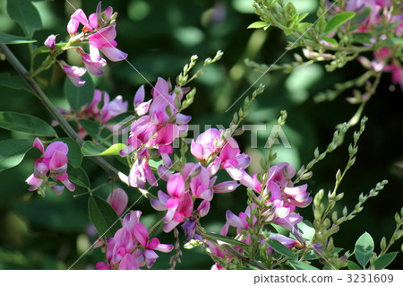 Hagi flower (up) 3231609