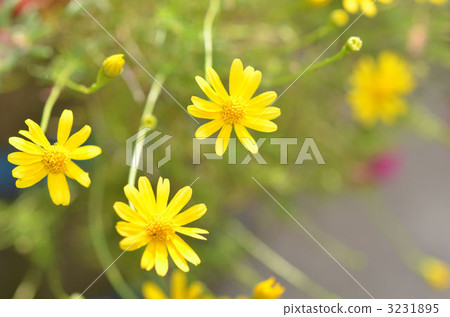 朱利葉斯黛西 3231895