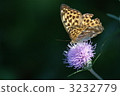 Black leopard crest butterfly 3232779