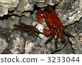 Red mite 3233044