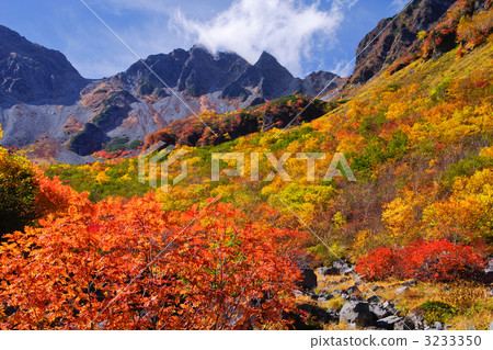 Lively foliage 2 Lively foliage 2 3233350
