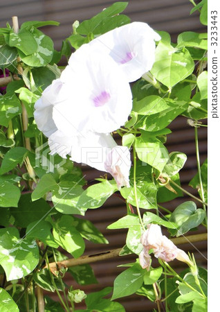 綠葉 清晨 美麗 3233443