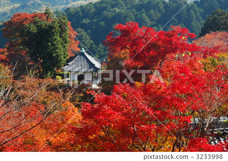 京都Zentsuji秋葉 3233998