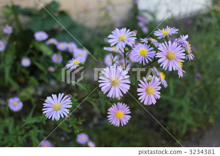 Peacock grass 3234381