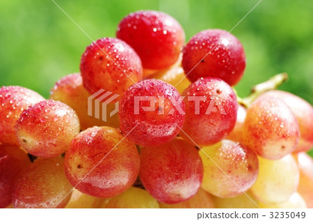 Grapes Grapes 3235049