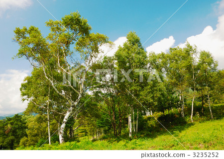 Birch tree of Myoko Kogen 3235252