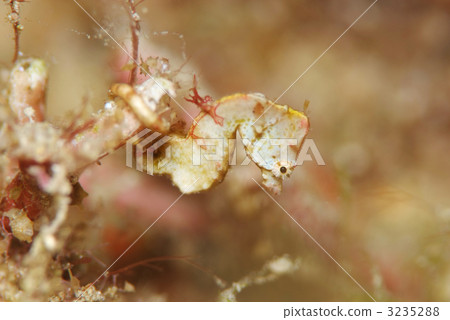 科爾曼俾格米海馬 3235288