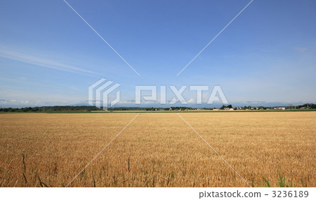 十勝·Shimbucho鎮的麥田 十勝·Shimbucho鎮的麥田 3236189