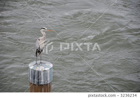 UOGAWA的AOGI 3236234