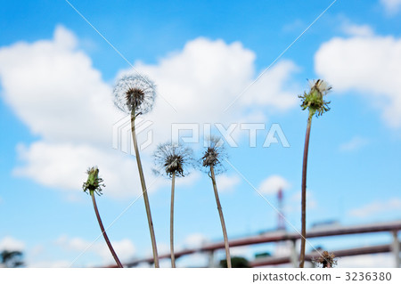 蒲公英羽毛和藍天 3236380