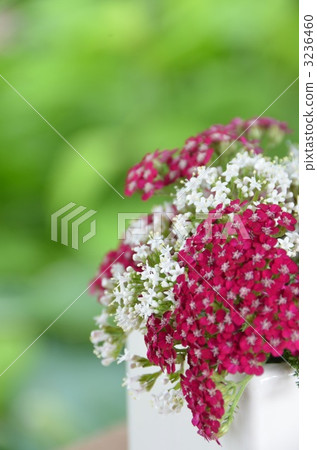 Yarrow and Valerian 3236460